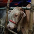 Ibadah Qurban Bersama Yayasan MTS